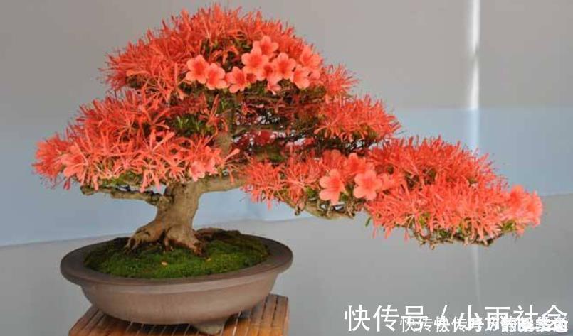 硫酸亚铁|盆栽花都怕“碱性”,养花学会2个技巧,土壤呈酸性,叶绿开花多