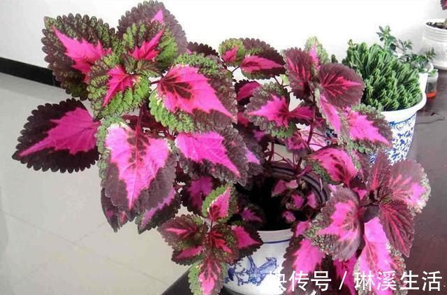 利用|养花旧土再利用,变成养花肥土,啥花都砰砰开花