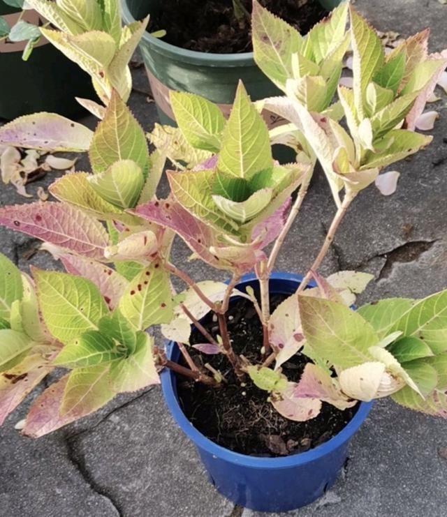 光照|家里花草容易“干尖”4个原因要知道,用3个方法能预防