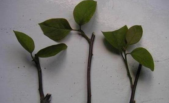 花友们这10种漂亮的花，很快就发芽长根、爆盆开花又招财气！