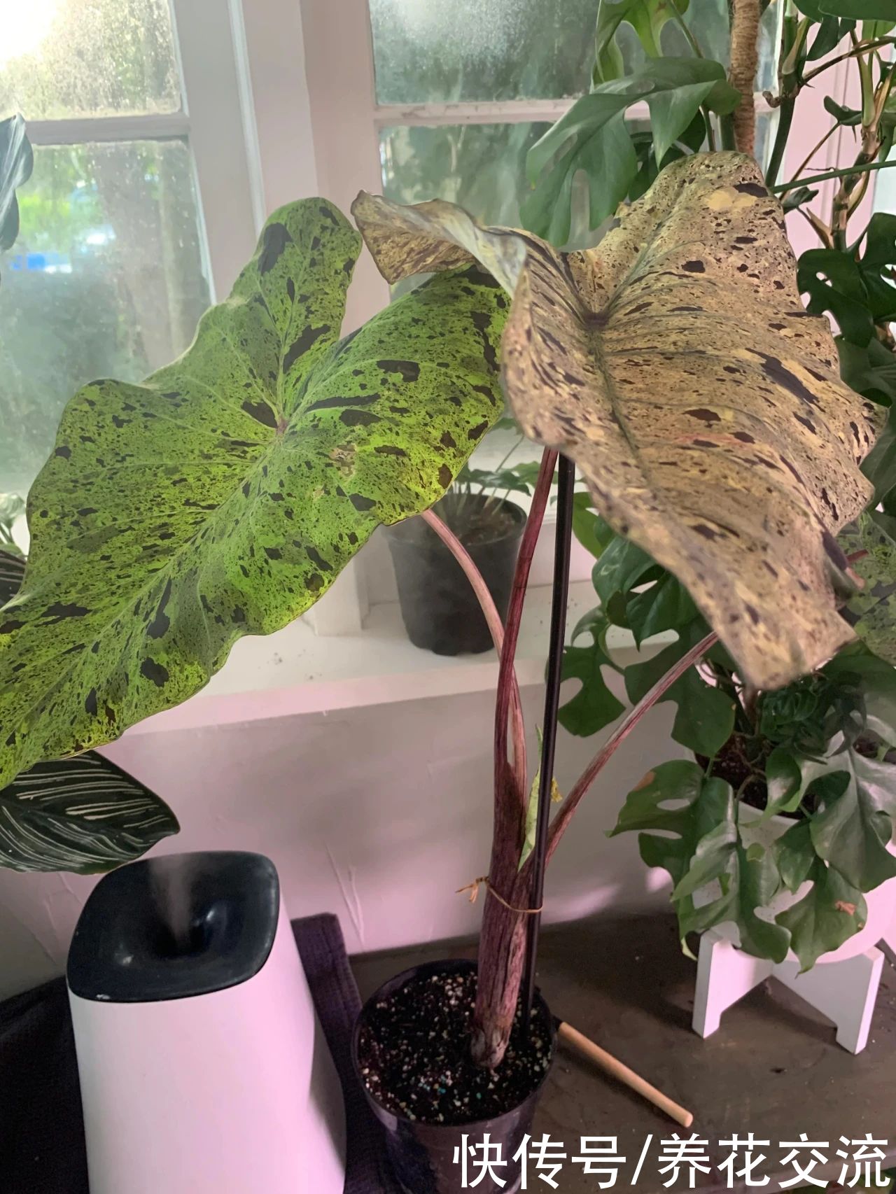 叶子|10多块一块象耳芋大块茎，快速养成室内大型观叶植物