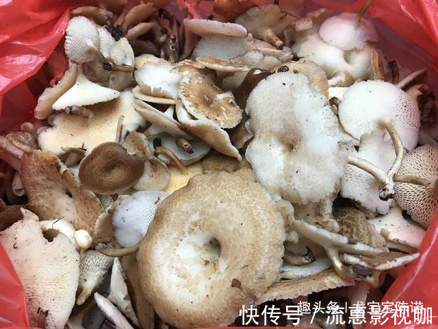 城里人|农村里不值钱几种野菜,都是城里人的抢手货,第6种80块钱1斤