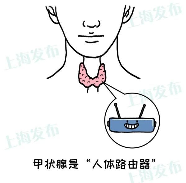 冷结节|【医聊】甲状腺是人体路由器，生病对健康到底有什么影响？