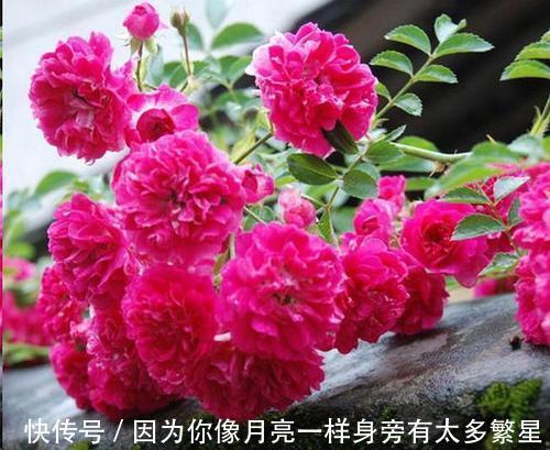 养月季花,教你一招,猛长笋芽,开花期长,每一种都很美
