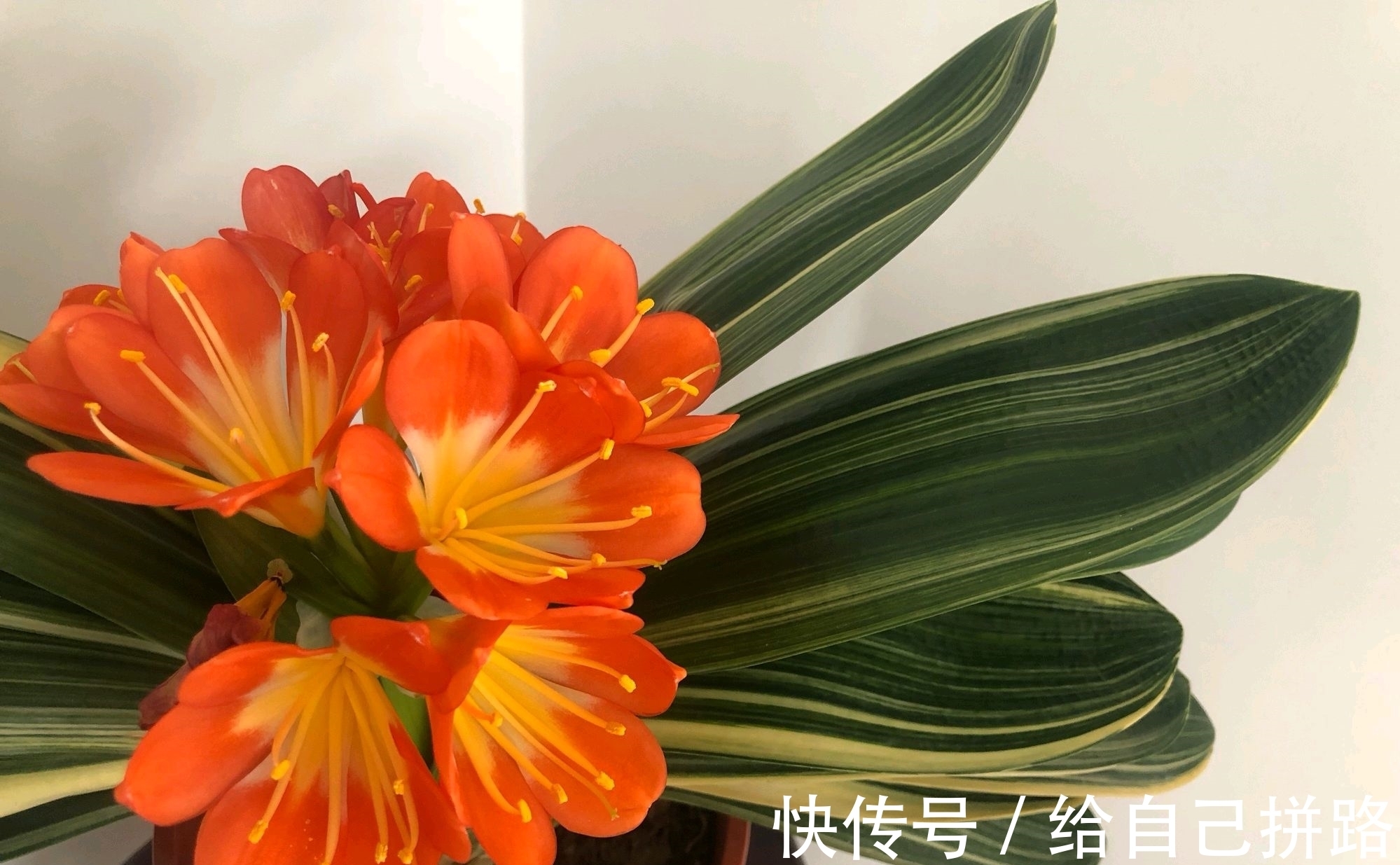 盆土|在君子兰盆土中混入大量的麻籽作为肥料会烧根吗?换个栽培方式