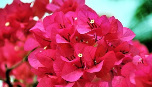 超长|3种木质花卉,开花漂亮花期超长,越养越漂亮,是盆栽佳品!