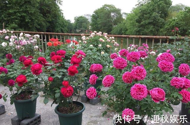 3种“肥水”,给月季浇一浇,开花多又艳,一年开花200多天!