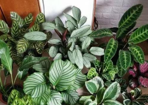 根系|养花种草:规避掉2个坏习惯,植株不再枯黄腐烂、出新问题