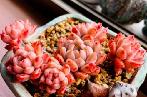 花店里的多肉看起来很漂亮，并非都是因为店主养得好，还可能有其它原因