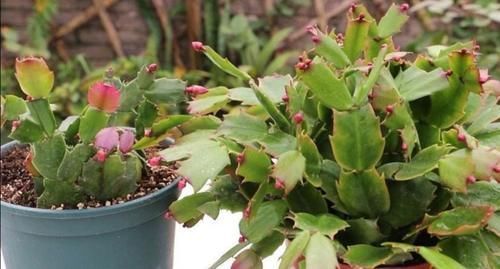 植株|什么花都养不好,就养2种花,开花漂亮,养护简单