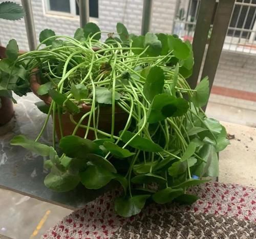 特好看特好养,又浇不死的花,你知道几种?