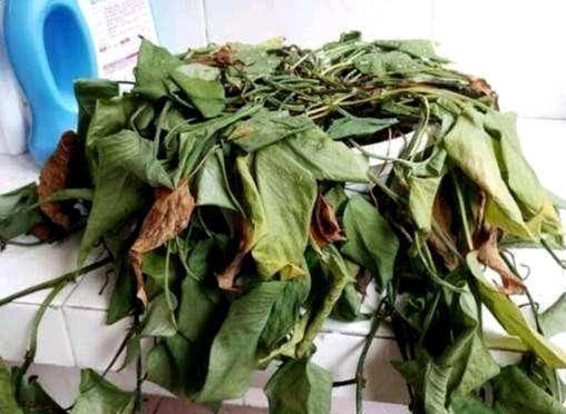 要死的绿萝,别扔了剪光光套上塑料袋,又是满血复活