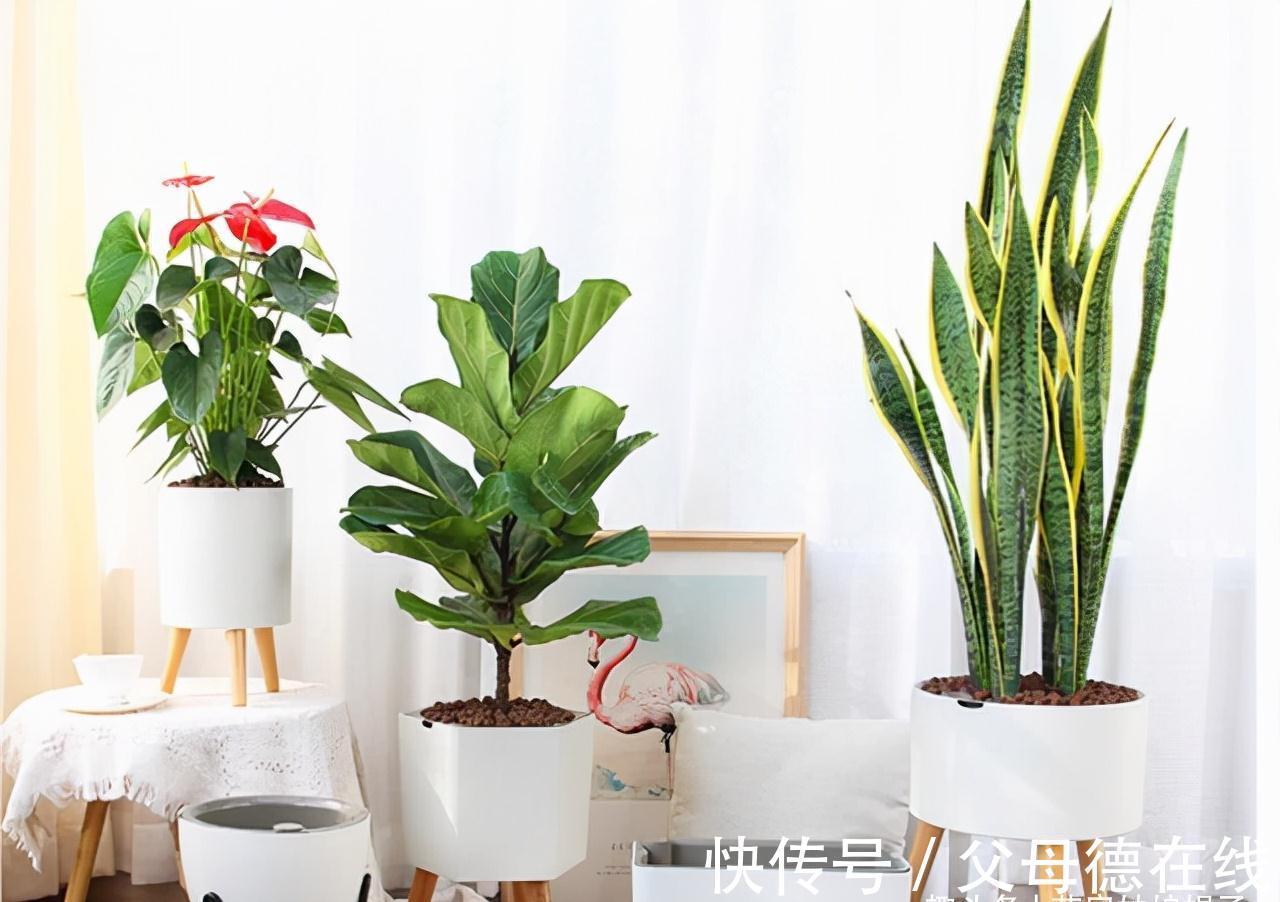 虎皮兰繁殖成活率高,而且好养活,按这3个方面来做,养出好状态