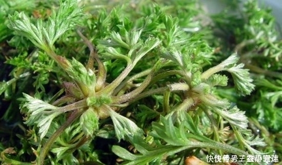 艾草|农村常见野草酷似艾草，其实算万能药材，做饺子也是一绝