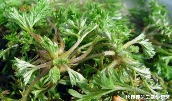 艾草|农村常见野草酷似艾草,其实算万能药材,做饺子也是一绝