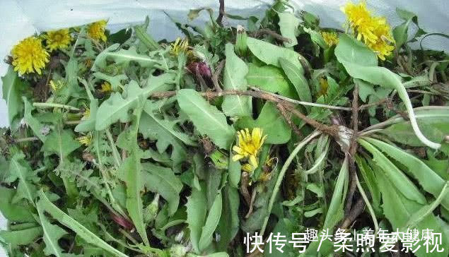 中医|蒲公英泡水喝,是用叶子还是用根茎?中医给出回答,受教了