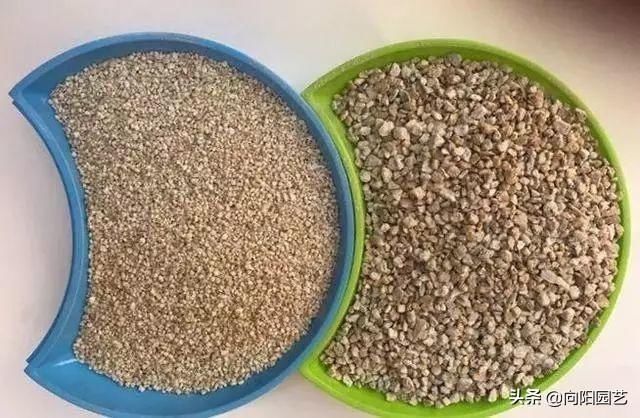 水培|4种两栖花，不用土养的更棒，喷点水就花开满树丫