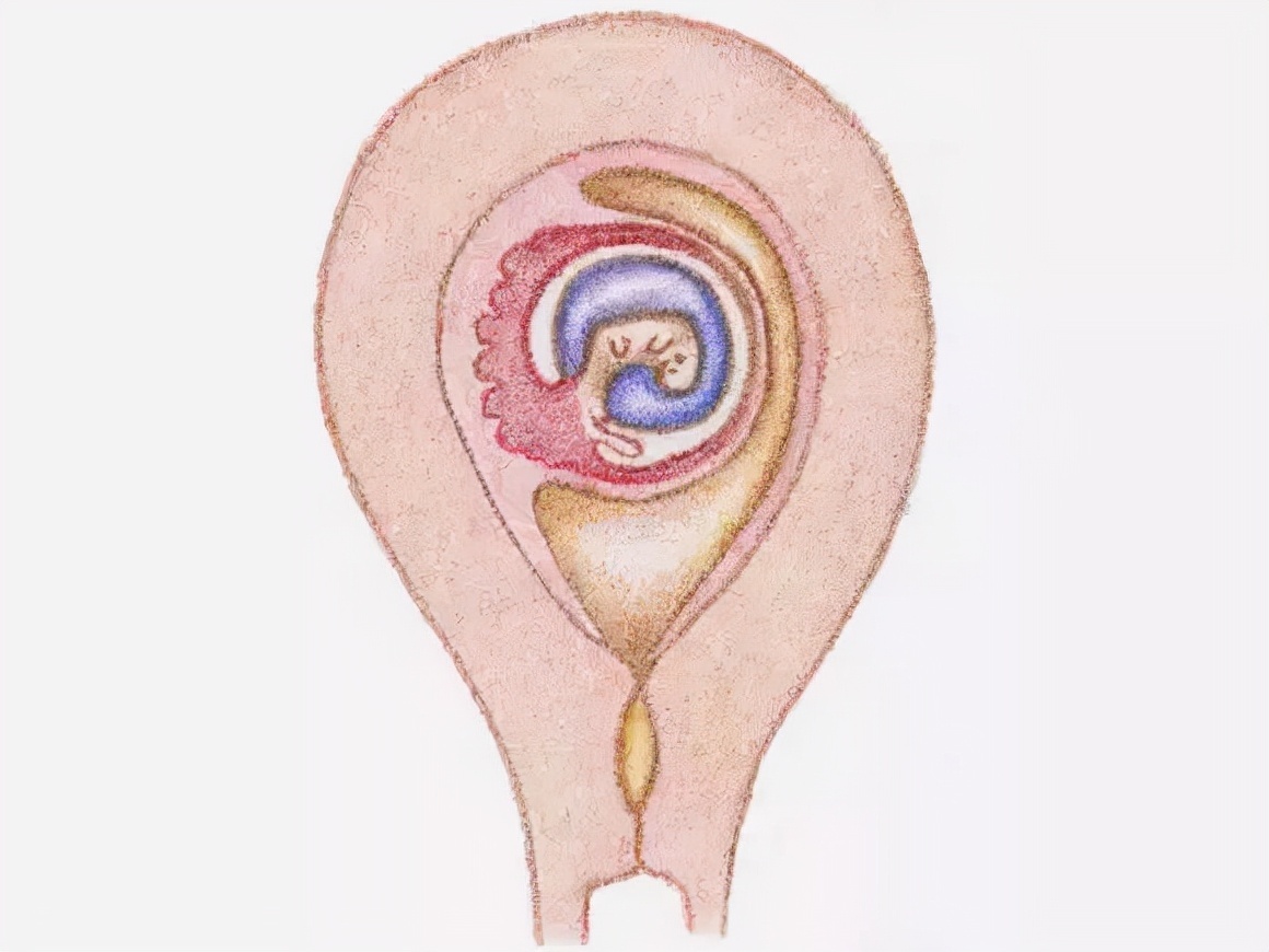 发育|看完胎儿发育的全过程,生呗只能感叹妈妈真伟大!