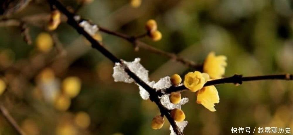 梅花|明朝一位道士见到山中的梅花,独自傲立于雪中,写下一首咏梅诗!
