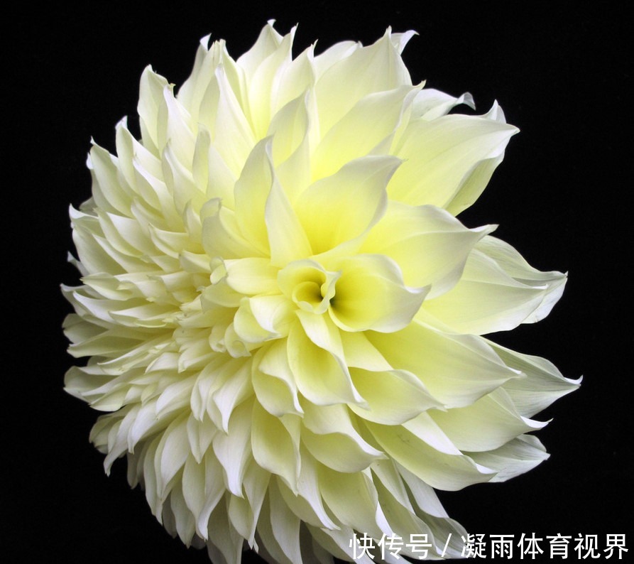 此花是墨西哥国花,以色彩瑰丽,花朵优美而闻名,是世界名花之一