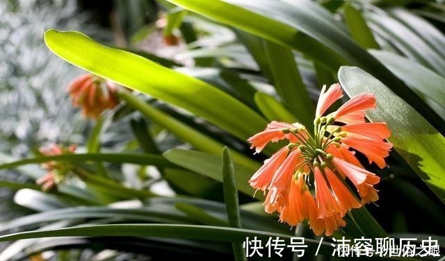 光照|夏天来了，君子兰喜欢“1多2少”，既能安全度夏，又能长花芽