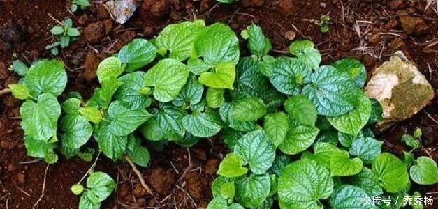 野菜|农村一种野菜，味道堪比紫苏，拿它包粽子是一绝，还可治牙痛