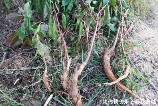 山萝卜|这种外来入侵植物全株有毒，国人却误当土人参食用，请赶紧停止