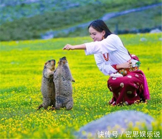 川西一雪猪不吃窝边草，辛苦挖出“地下别墅”，却被藏狐占为己有