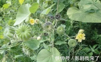 野草|农村生长的一种野草，看到了就采摘，因为在城里是个宝