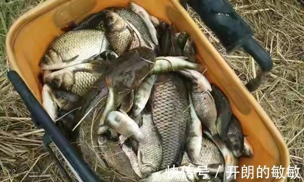 鲫鱼哭运在油锅,批量钓法了解一下,一天能钓七八十斤鱼