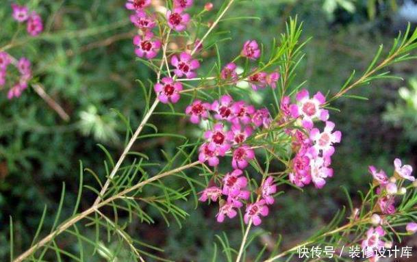 花卉|今年流行的一款“花卉”,比腊梅好养,而且四季能开花!