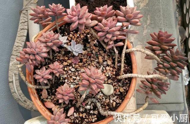 做好四件事，多肉在冬季也能散发迷人色彩，长出状态很轻松