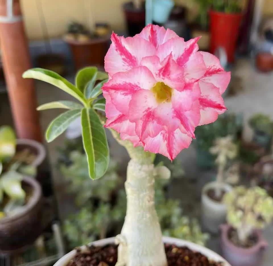 这5种耐旱花，浇水要小心，不烂根不黄叶，养旺很简单