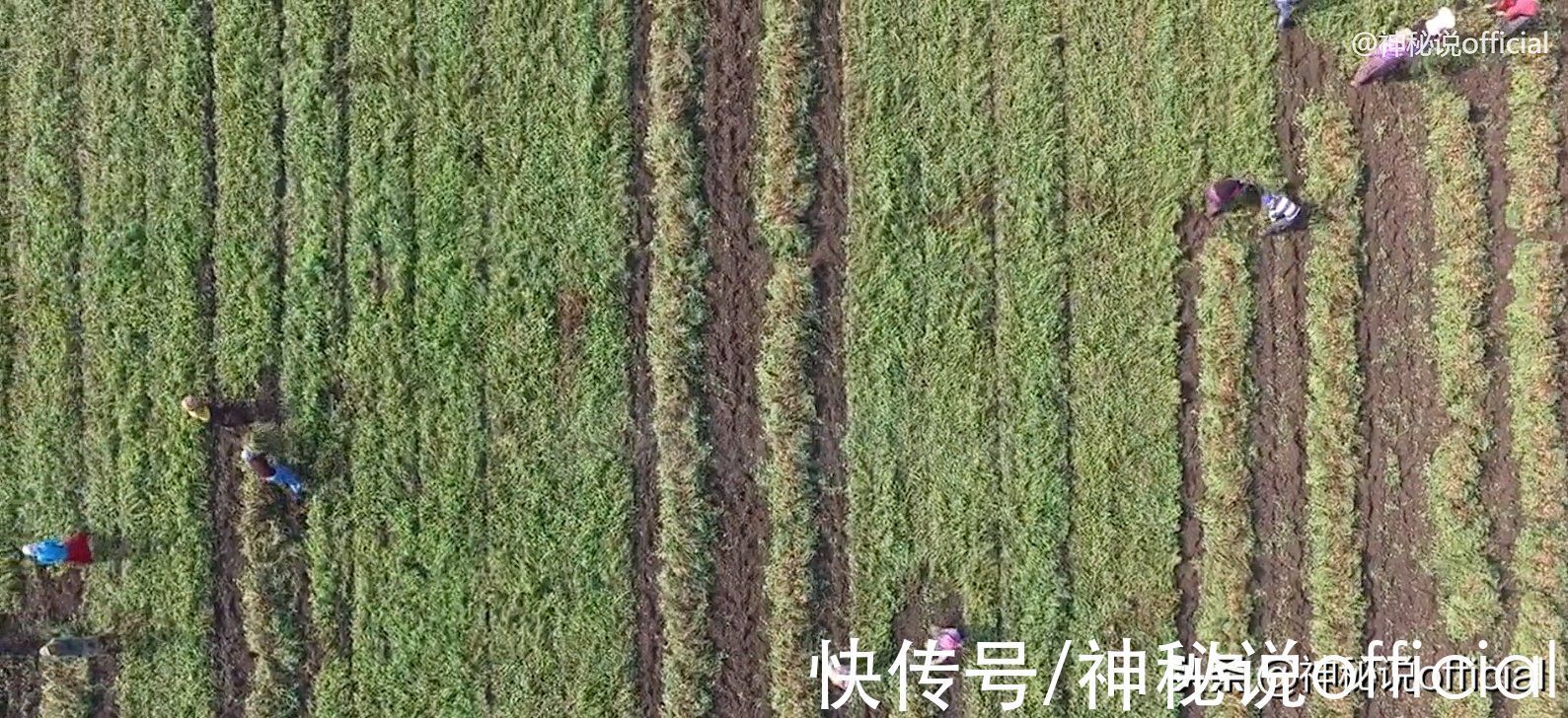 赤马红羊浩劫#60年一个轮回,五年后迎来“赤马红羊浩劫”,2026会发生什么?