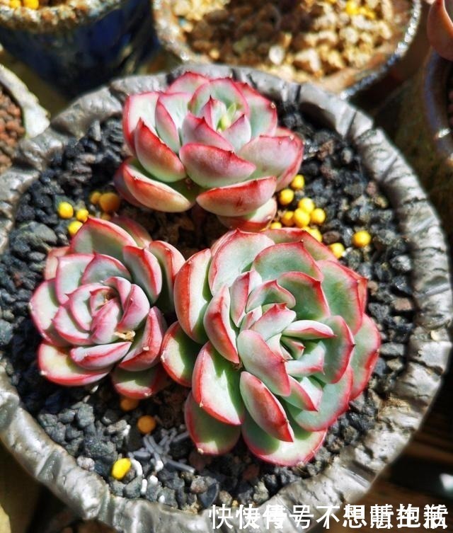 家庭|家庭养多肉,掌握这7点,就没有养不好的多肉植物!