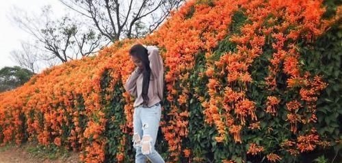 养爬墙花卉，盆底下埋几粒“这东西”，三个月长成瀑布