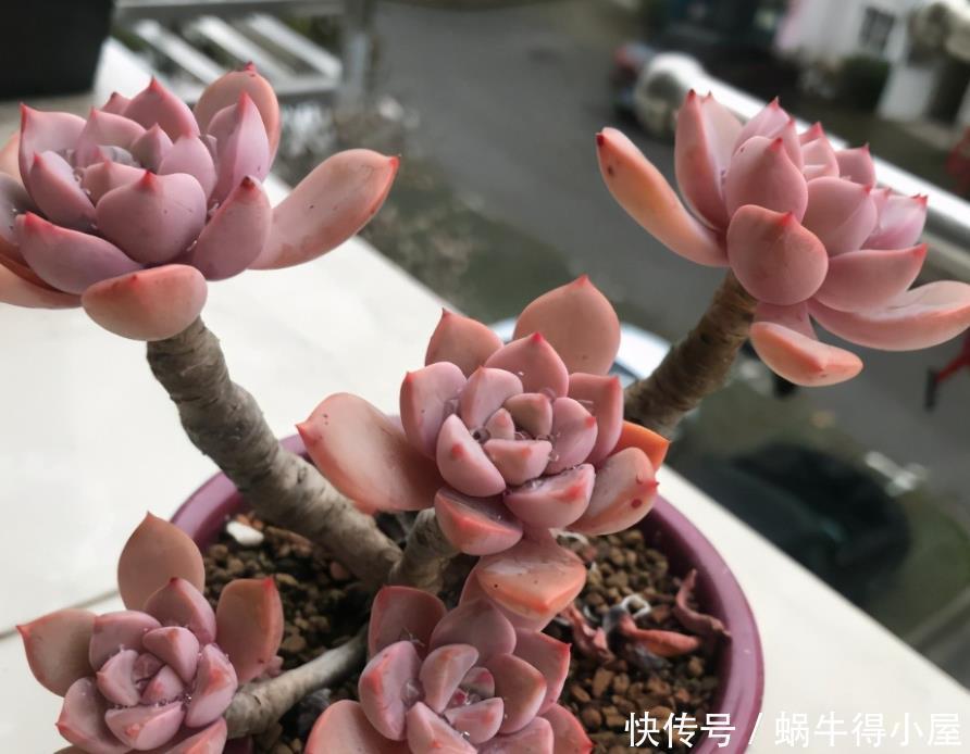 尽管红粉佳人是普货多肉品种,但是出状态之后,一点都不比贵货差