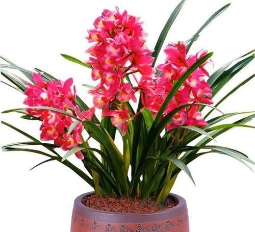 此花，号称兰花中的“开花机器”，颜色鲜艳，四季有花赏