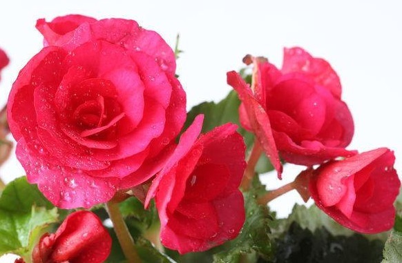 丽格海棠|养花就选这种,撸个叶子丢土里就活,花朵枝繁叶茂,枝头花苞满满