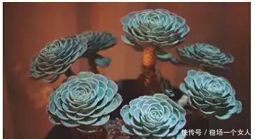 4步学会多肉变身老桩,身价立马翻10倍