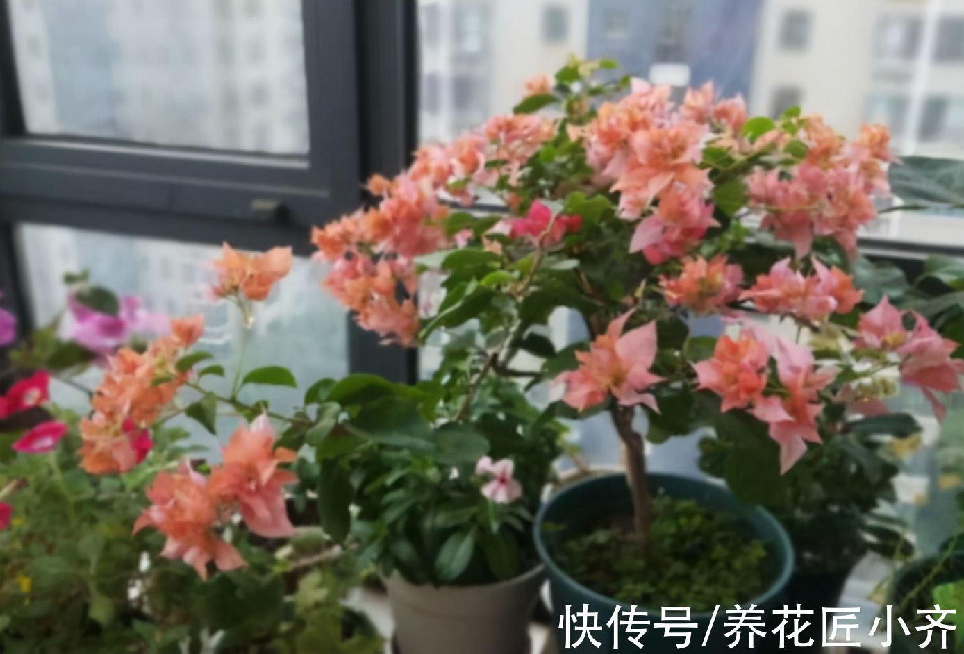 养花|养花出现叶片打蔫，浇水也不恢复，原因有2个，第2个原因最多