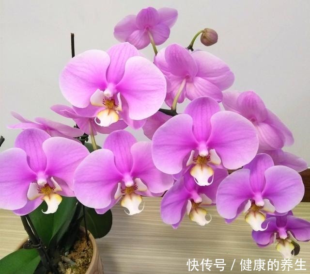 养蝴蝶兰,牢记“4透”,开花一茬接一茬!