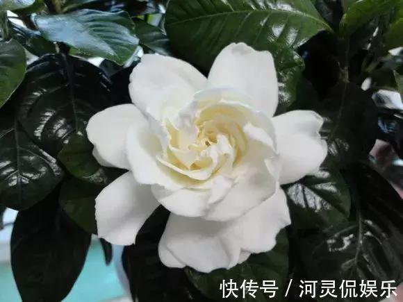香味花|3种花比香水好闻，随便养1盆，异味跑光光，家里清香四溢！