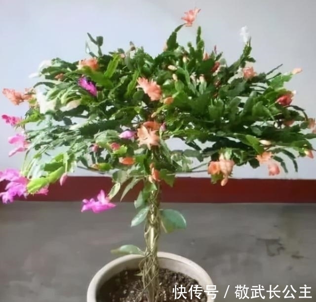 嫁接|如果你是新手养蟹爪兰,尽量不要一棵嫁接多色,因为很难一起开花