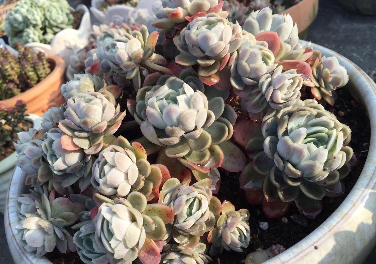 多肉中的“颜值担当”冰梅,有颜又有值,别当普通货处理