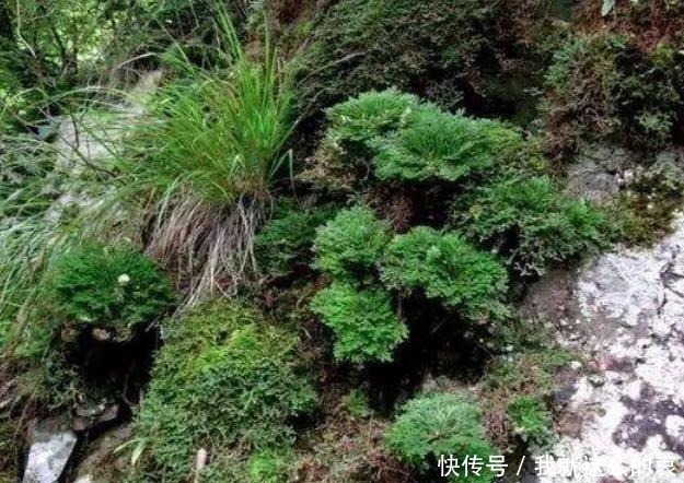 乡下一植物,长在山坡上,挖回家能当盆栽养!