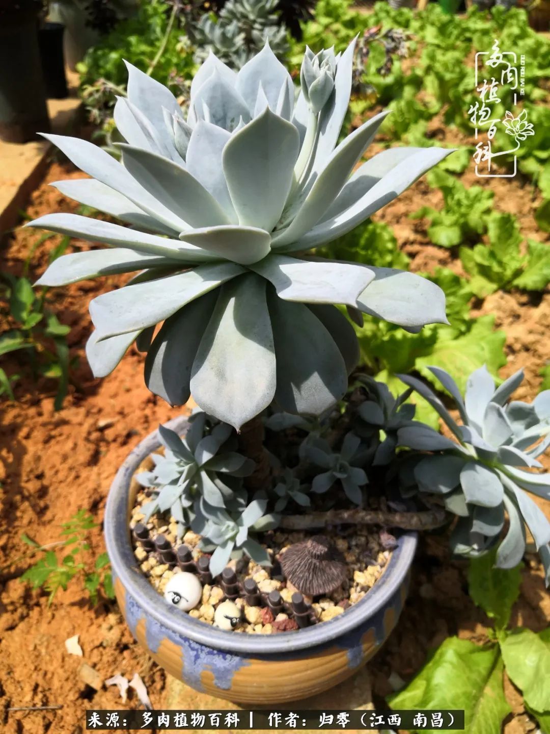 肉肉|人生转个弯,在小院遇见落入凡间的多肉小精灵!