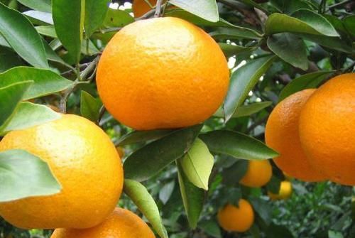 中年|聪明的人都在吃3种食物,排毒养颜、延缓衰老,好处多多!