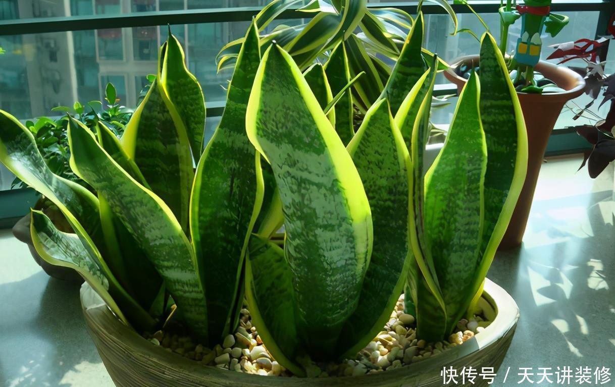 花土|新人养花容易出问题，不如盆栽虎皮兰，注意4点，好活漂亮