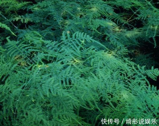 常给文竹喝5种水,文竹长成瀑布,且绿油油不黄叶